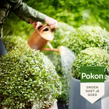 Pokon Buxus en ilexmest 1kg - afbeelding 4