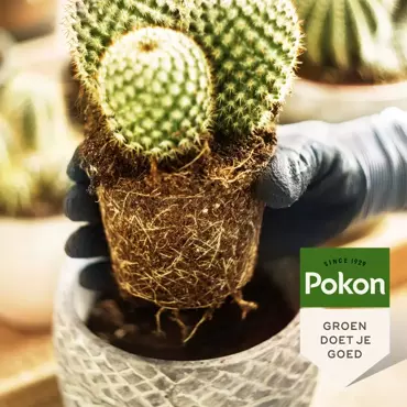 Pokon cactus en vetplant voeding 250ml - afbeelding 4