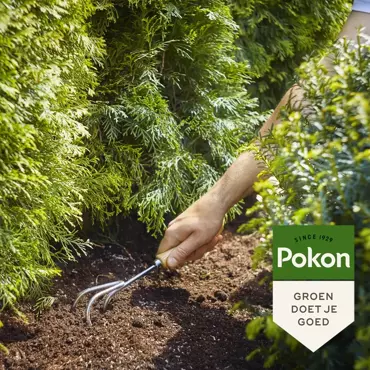 Pokon Conifeer en taxus mest 1kg - afbeelding 4