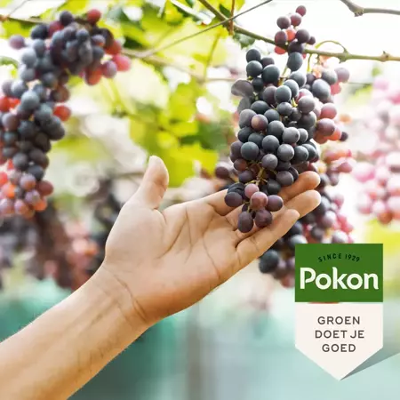 Pokon Druiven Mest 1kg - afbeelding 4