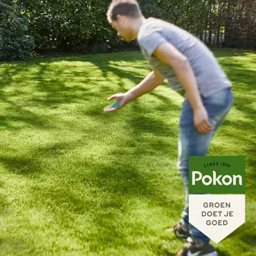 Pokon Graszaad schaduw 250g - afbeelding 4