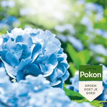 Pokon Hortensia blauwmaker 500g - afbeelding 4