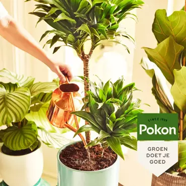 Pokon kamerplantenvoeding 500ml - afbeelding 4