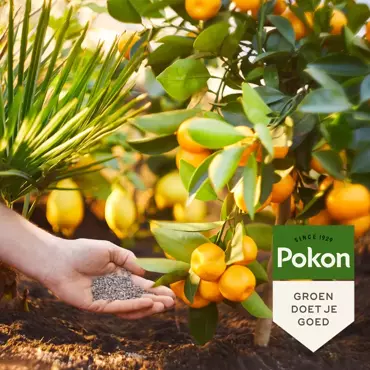 Pokon Mediterrane plantenmest 1kg - afbeelding 4