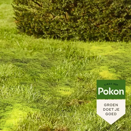 Pokon Mos weg! 25 m2 875g - afbeelding 4