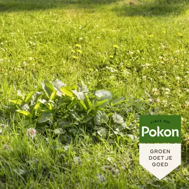 Pokon Onkruid weg 40m2 800g - afbeelding 4