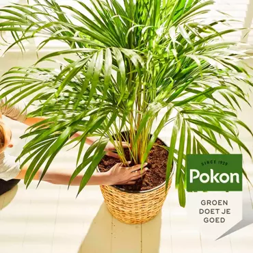 Pokon palm voeding 250ml - afbeelding 4