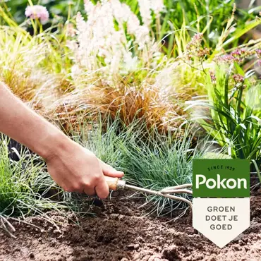 Pokon Siergrassen & bamboemest 1kg - afbeelding 3