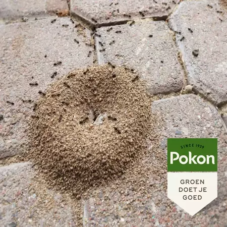 Pokon tegen Mieren korrels 400g - afbeelding 4