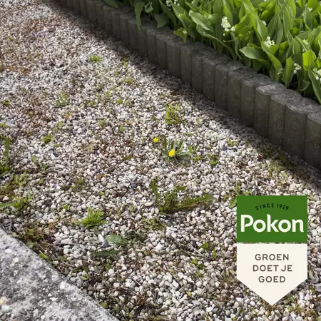 Pokon Tegen onkruid concentraat 225ml - afbeelding 4