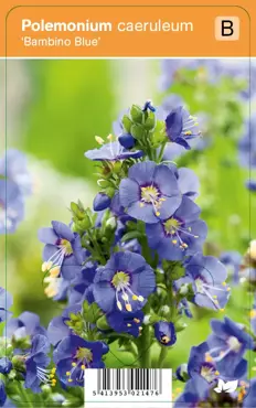 V.I.P.S. Polemonium caeruleum ''Bambino Blue'' - jacobsladder p9