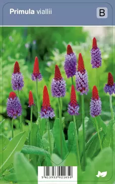 V.I.P.S. Primula vialii - orchideeprimula p9