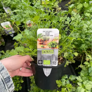 Puur kruiden Selderij