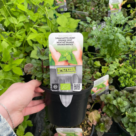 Puur kruiden Sinaasappelmunt