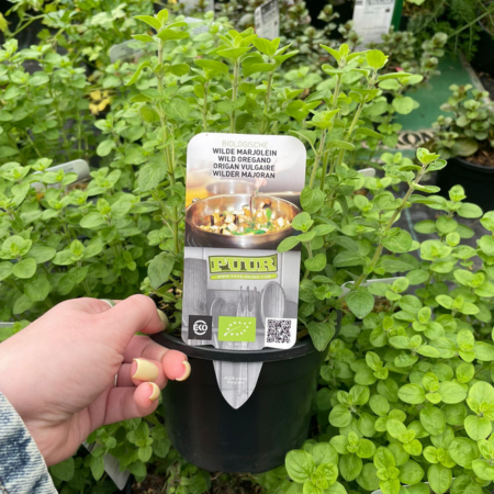 Puur kruiden Wilde Oregano