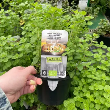 Puur kruiden Wilde Oregano