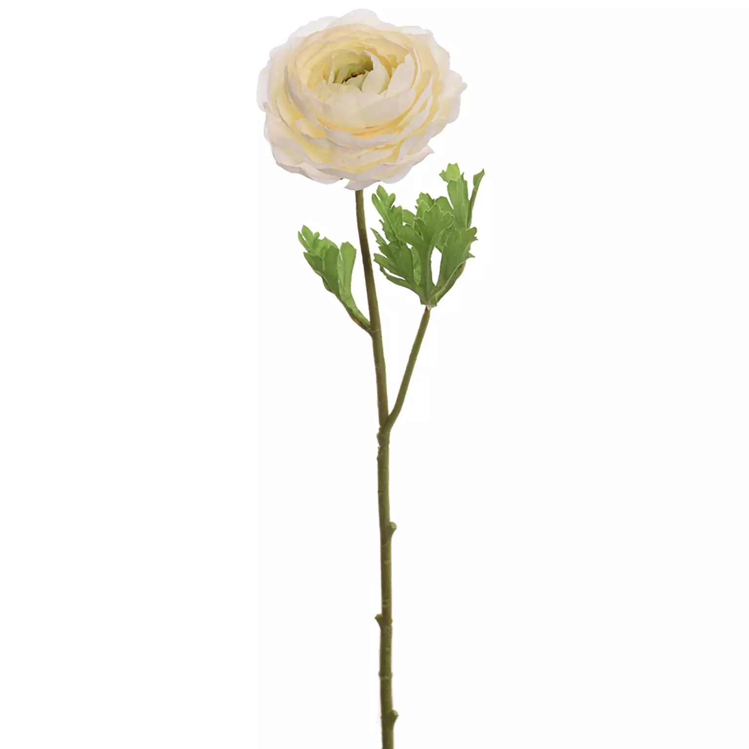 Ranonkelsteel l56cm creme