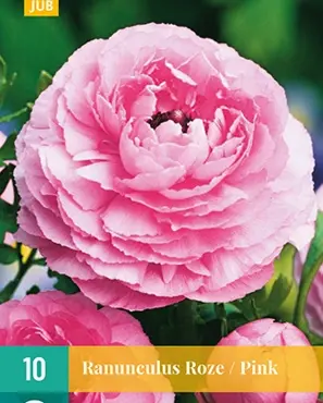 Ranunculus roze/pink 10st