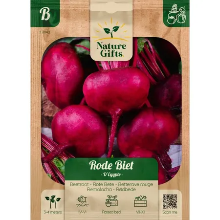 Rode biet egypte per 4m - afbeelding 1