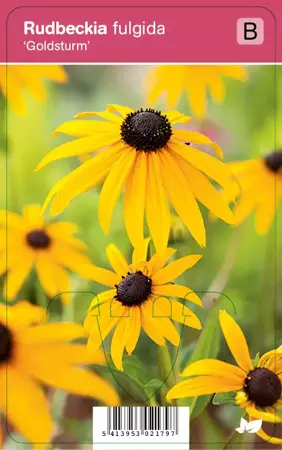 V.I.P.S. Rudbeckia fulgida ''Goldsturm'' - zonnehoed p9