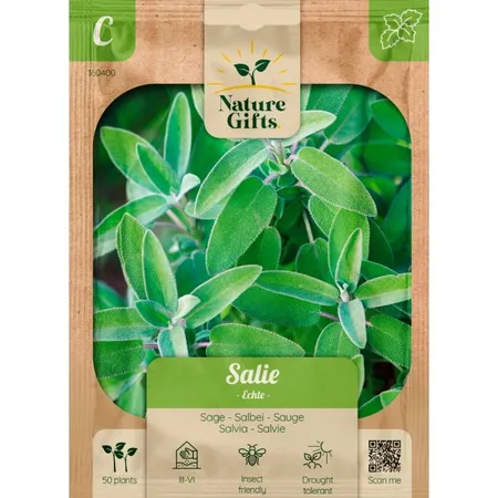 Salie echte salvia 50st - afbeelding 1
