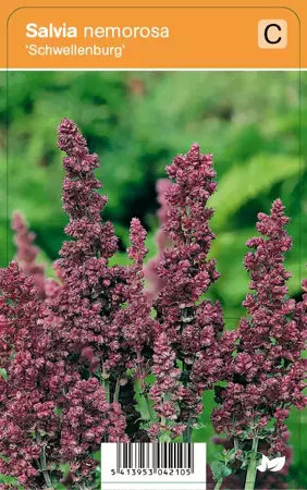 V.I.P.S. Salvia nemorosa ''Schwellenburg'' - prachtsalie P9