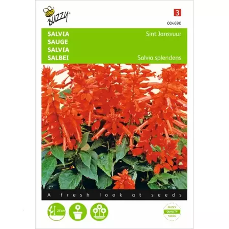 Salvia, Vuursalie Sint Jansvuur - afbeelding 1