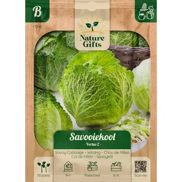 Savooiekool vertus 2 50st - afbeelding 1