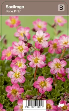 V.I.P.S. Saxifraga ''Pixie Pink'' - steenbreek p9