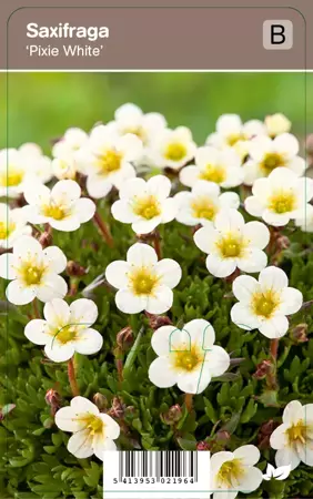 V.I.P.S. Saxifraga ''Pixie White'' - steenbreek p9