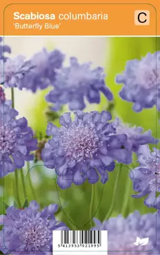 V.I.P.S. Scabiosa columbaria ''Butterfly Blue'' - duifkruid P9