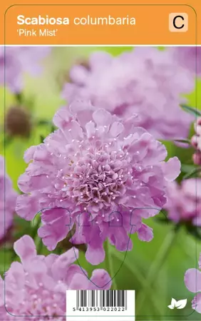 V.I.P.S. Scabiosa columbaria ''Pink Mist'' - duifkruid P9