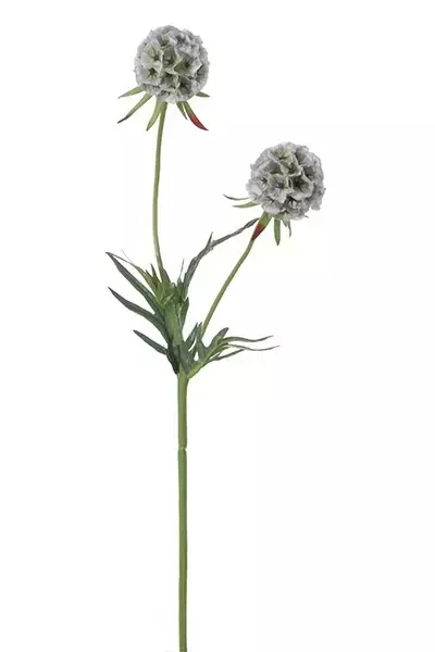 Kunstbloem Scabiosa Stellata - Creme