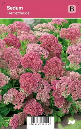 V.I.P.S. Sedum ''Herbstfreude'' - hemelsleutel p9