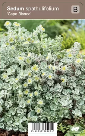 V.I.P.S. Sedum spathulifolium ''Cape Blanco'' - vetkruid p9