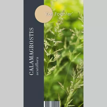 Siergras Calamagrostis acutiflora Karl Foerster  etiket