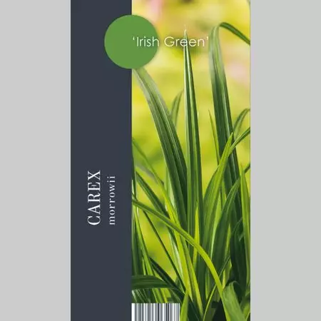 Siergras Carex morrowii Irish Green - Zegge 17cm