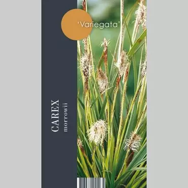 Siergras Carex morrowii Variegata - Geelbonte Zegge 17cm