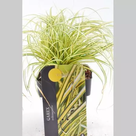 Siergras Carex oshimensis Evergold 