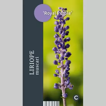 Siergras Liriope muscari Royal Purple - Leliegras 17cm