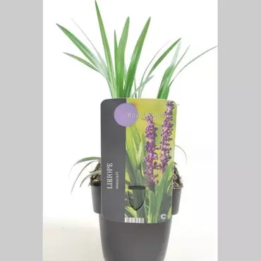 Siergras Liriope muscari Royal Purple