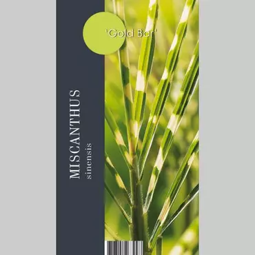 Siergras Miscanthus sinensis Goldbar PBR - Prachtriet 17cm