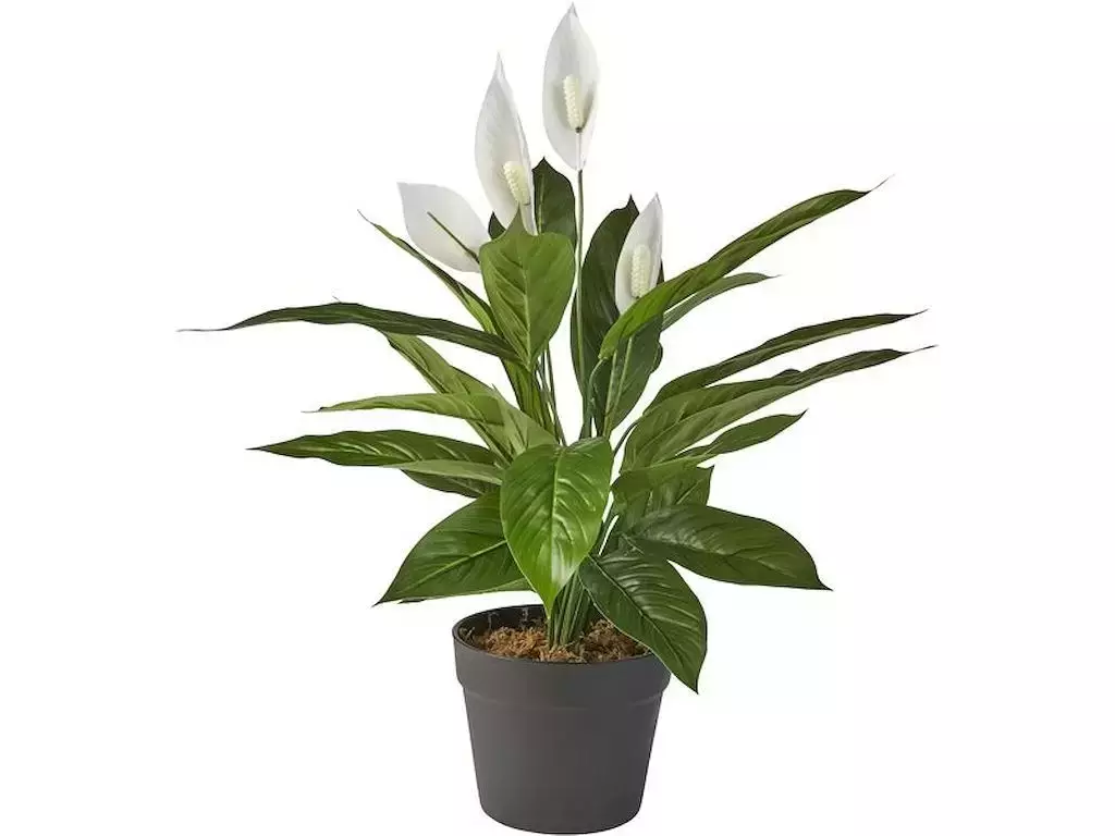 Kunst lepelplant 'spathiphyllum' met pot - h60cm