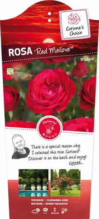 Stamroos Red Meilove