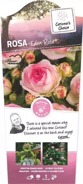 Eden rose roze struikroos