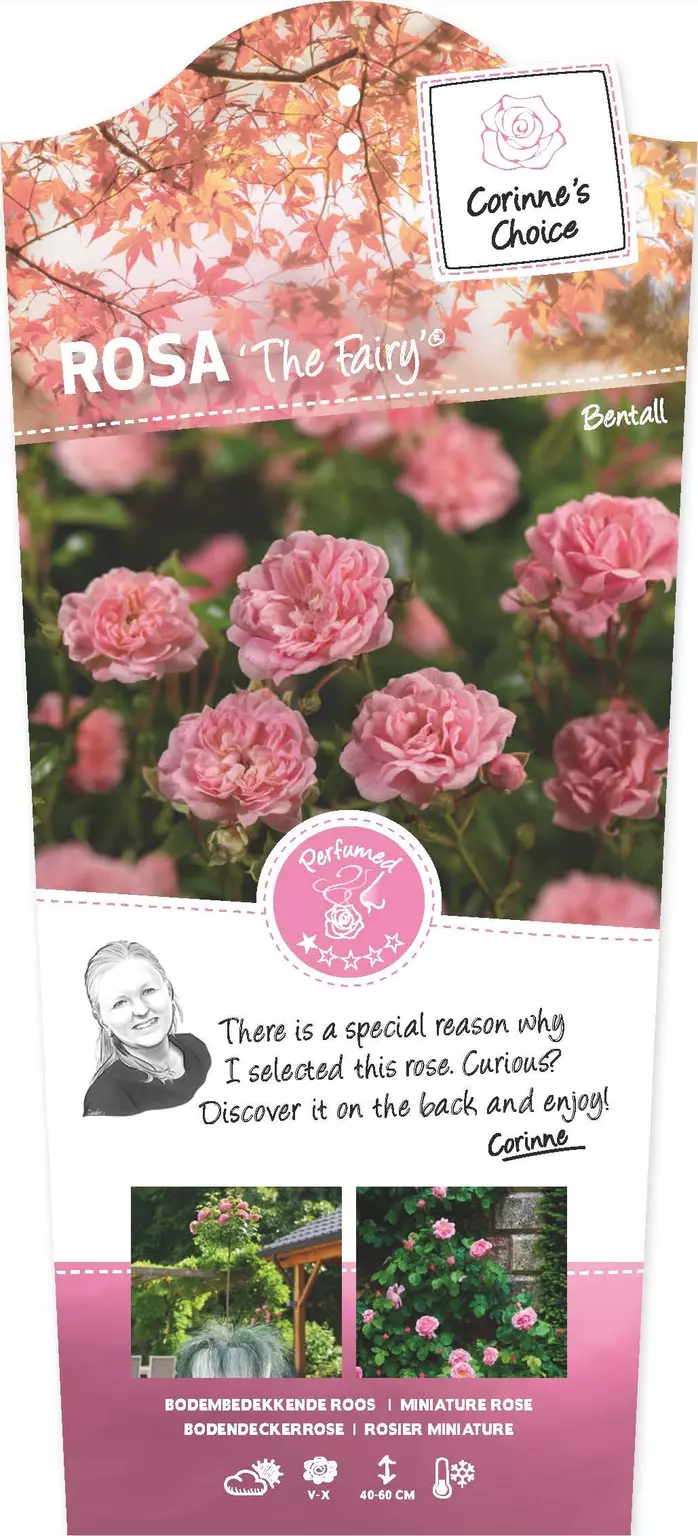 Struikroos The Fairy - Roze Roos