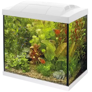 Superfish Start 50 tropical kit wit - afbeelding 2