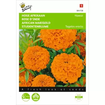 Tagetes, hoge Afrikaan Hawaii oranje - afbeelding 2