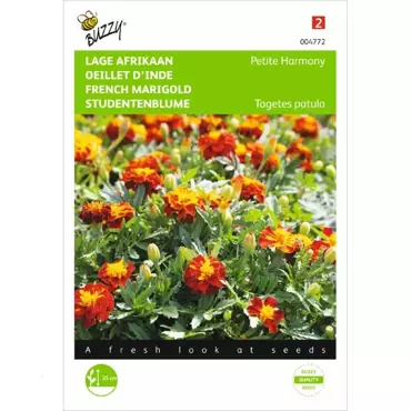 Tagetes, lage Afrikaan Petite Harmony - afbeelding 1