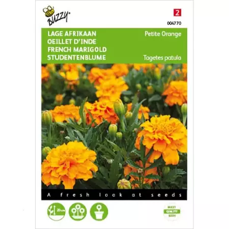 Tagetes, lage Afrikaan Petite Orange - afbeelding 1